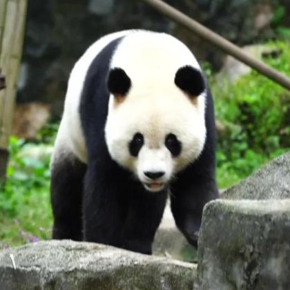 动物保护•都江堰中华大熊猫苑一日研学亲子营【熊猫义工一日营—四川成都！带你深度体验熊猫义工铲屎官！揭示国宝成长的秘密，看与众不同的"传奇熊生”】