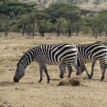 肯尼亚+坦桑尼亚15日13晚跟团游