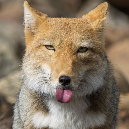 青海海西+柴达木盆地+可可西里国家级自然保护区7日6晚私家团