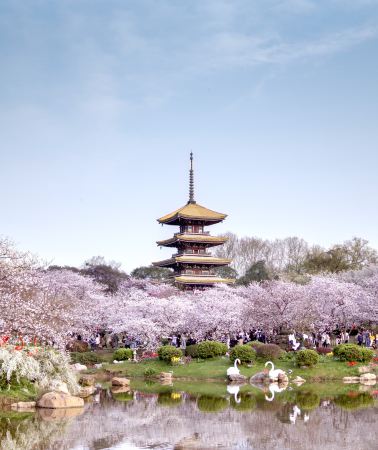 7日6晚 • <全包登岸觀光>🌸春賞粉櫻‧醉美花海🌸 長江三峽、武漢賞櫻、重慶、宜昌7天高鐵團 (船上入住3-4樓江景露台房) ※三峽大壩升船機、東湖磨山櫻花園、豐都鬼城、《烽煙三國》大型實景演出 · ...