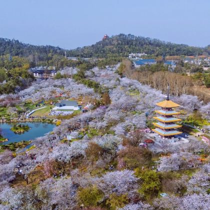 东湖樱花园+天空之城3日2晚跟团游