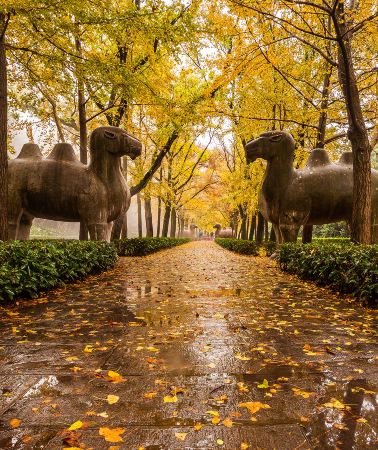 9D8N • Shanghai · Wuxi · Yancheng · Taizhou · Yangzhou · Zhenjiang · Nanjing · Suzhou - A Jiangnan Garden and flower trail