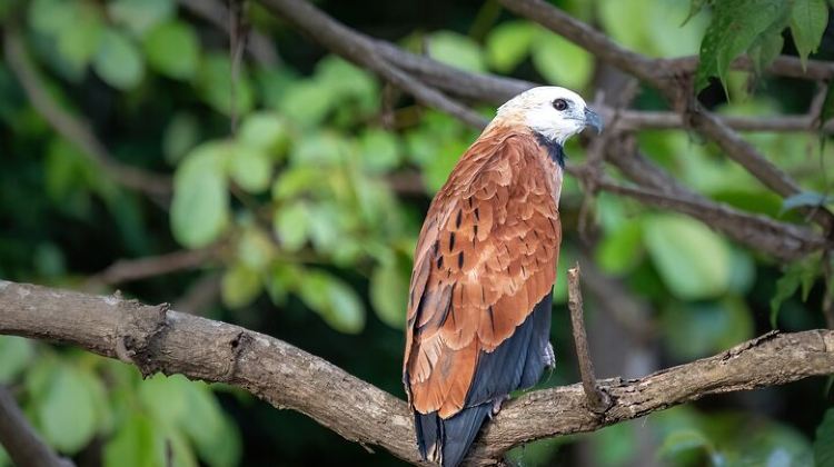 4-Day Amazon Explore 4D/3N-At Amazon Tapiri Floating Lodge