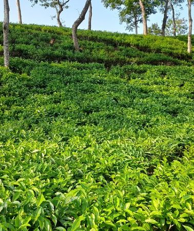 2D1N • Srimangal Overnight Private Tour from Dhaka