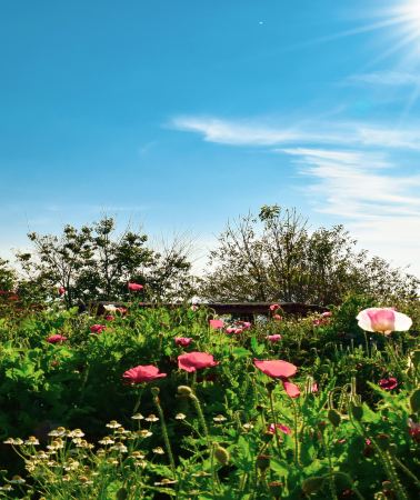 5D4N • Chiang Mai & Chiang Rai: join-in Doi Inthanon day trip, Blue & White Temple day tour by private car, Doi Suthep & Old City, Mae Taeng Elephant Camp & bamboo rafting