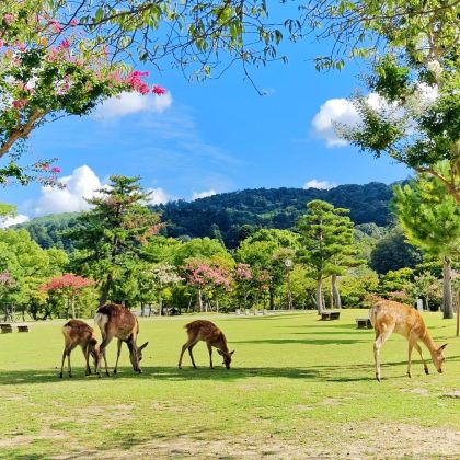 京都+奈良+大阪6日5晚跟团游
