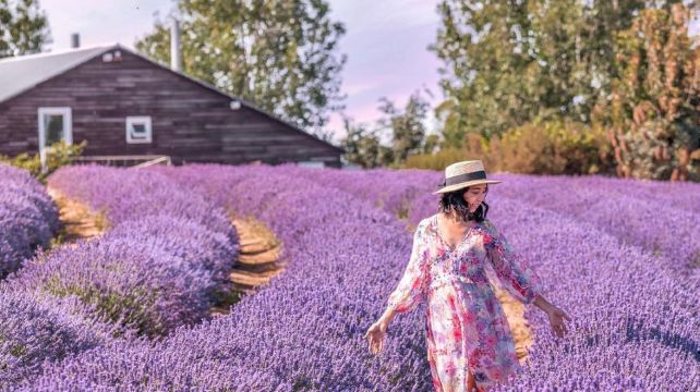 塔斯马尼亚5日4晚跟团游·12月起摇篮山+夜观小企鹅 + 朗塞斯顿打卡薰衣草庄园+让花香治愈身心+特别赠送薰衣草冰淇淋