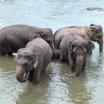 斯里兰卡8日7晚跟团游