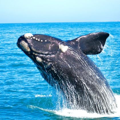 南非花园大道5日4晚跟团游