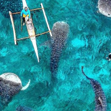 菲律宾宿务+薄荷岛7日5晚跟团游