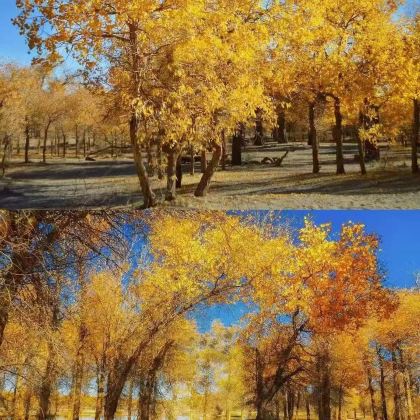 兰州+腾格里沙漠+黑水城遗址+额济纳胡杨林旅游区+张掖七彩丹霞旅游景区7日6晚私家团