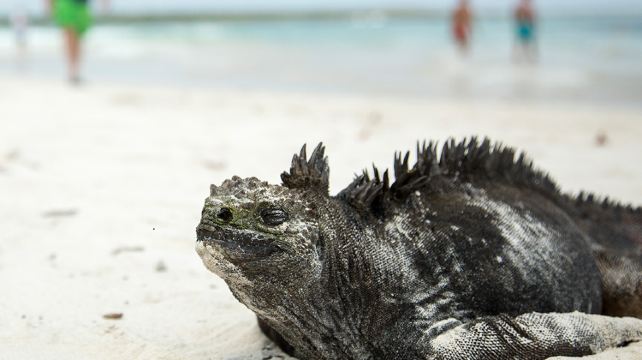 10-Day Upgraded Land Galapagos Tour from Quito to Papallacta · San Cristobal Island, Floreana Island, Isabela Island