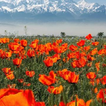 乌兹别克斯坦+哈萨克斯坦10日9晚私家团