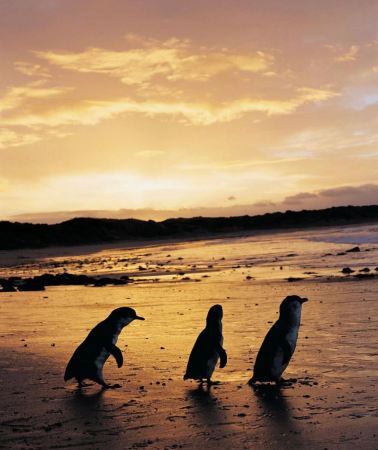 5D4N • Melbourne + Puffing Billy Railway + Phillip Island + Great Ocean Road | 23-Person Comfort Group Tour