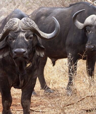 3D2N • Kruger Park 3 Day Safari from Maputo (Open-backed Safari Vehicle)