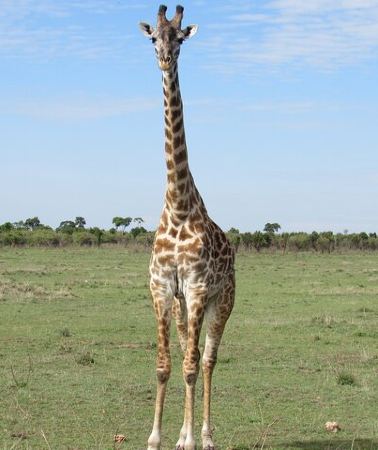 9D8N • 9 Days Amboseli-Ol Pejeta-Aberdare-Nakuru-Naivasha-Masai Mara