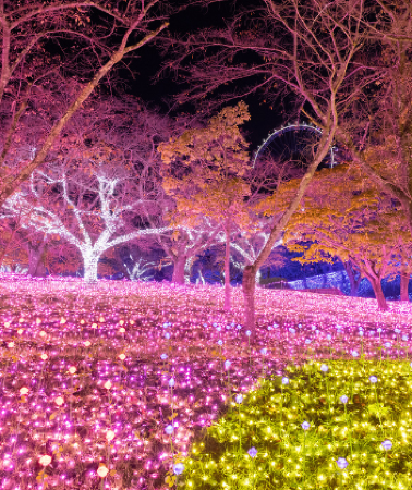 6 วัน 4 คืน • TOKYO OSAKA ILLUMINATION CHRISTMAS & NEW YEAR โดยสายการบินไทย [TG]