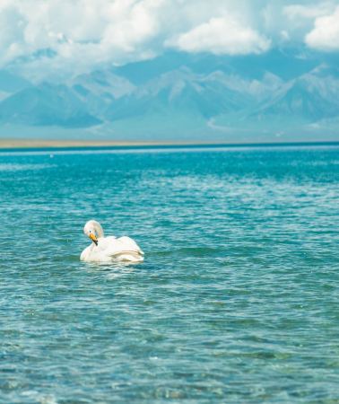 9D8N • Xinjiang, Urumqi, Kashgar City, Ancient City of Kashgar, Panlong Ancient Path, Aksu City, Kuqa, Tarim Populus Euphratica Forest Park, Korla