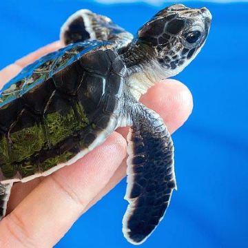 斯里兰卡9日7晚拼小团