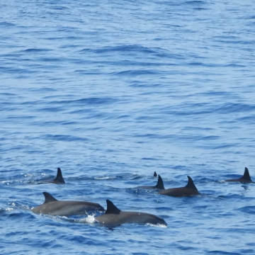 斯里兰卡7日5晚跟团游