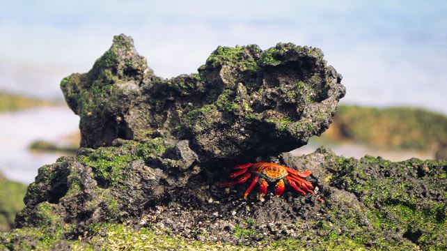10-Day Upgraded Land Galapagos Tour from Quito to Papallacta · San Cristobal Island, Floreana Island, Isabela Island
