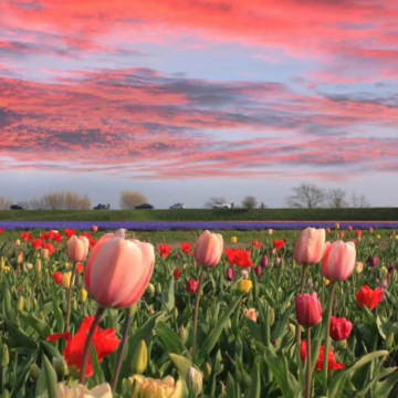 荷兰+比利时7日6晚私家团