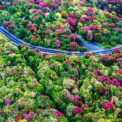 贵州毕节+百里杜鹃风景区+织金洞+乌江源百里画廊4日3晚私家团