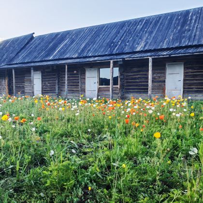 北疆+阿勒泰市+喀纳斯景区+禾木风景区5日4晚拼小团
