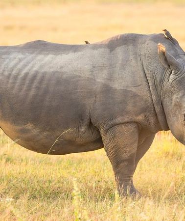 13D12N • 13 Day Safari - Cape Town to Johannesburg