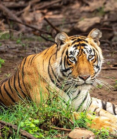4D3N • Explore Agra, Ranthambore, Jaipur & Sariska in 4 Days!