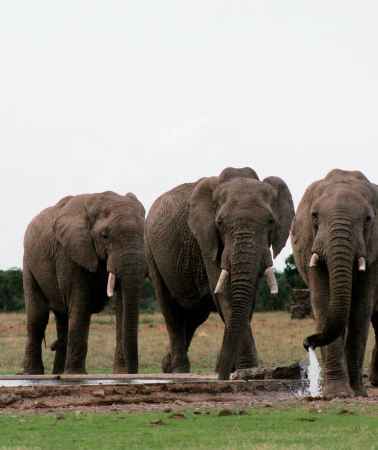 2D1N • From Nairobi: 2-Day Amboseli National Park Safari with Meals
