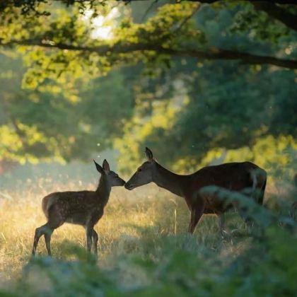 神农架+大九湖国家湿地公园+恩施大峡谷6日5晚跟团游