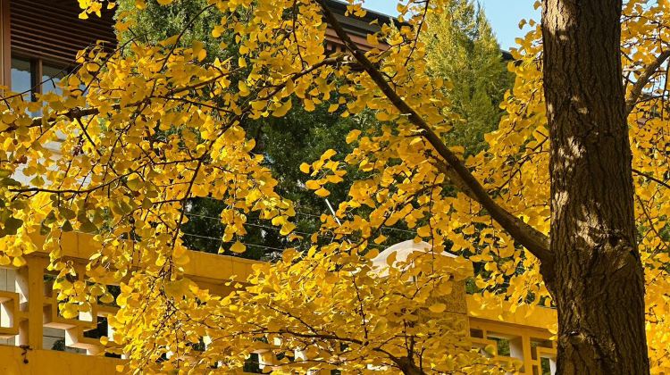 5D4N · Group Tours · Beijing + The Palace Museum + Mutianyu Great Wall + Summer Palace + Prince Kung's Palace Museum + Temple of Heaven + Universal Beijing Resort