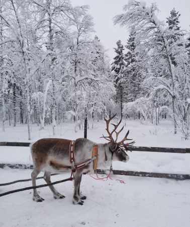 6D5N • Mini group Harbin-Mohe winter tour: Central Street, Sino-Russian border, Longjiang First Bay, log cabins , aurora watching , no shopping , pure snow scenery.