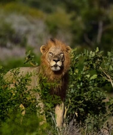 3D2N • Kruger National Park. 3 Days Best Ever Safari from Cape Town