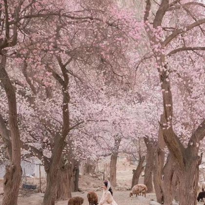 新疆南疆5日4晚私家团