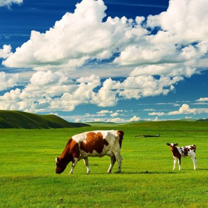 内蒙古乌兰察布+呼和浩特+辉腾锡勒草原+响沙湾5日4晚私家团