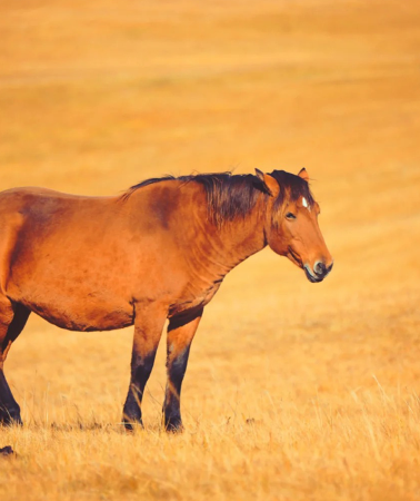 8D7N • China + Inner Mongolia + Hulunbuir + Hulunbuir Grasslands + Moergle River Scenic Area