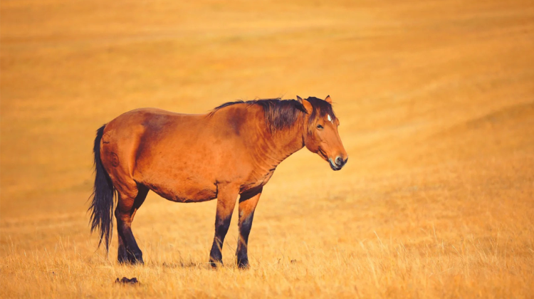 8-Day China + Inner Mongolia + Hulunbuir + Hulunbuir Grasslands + Moergle River Scenic Area