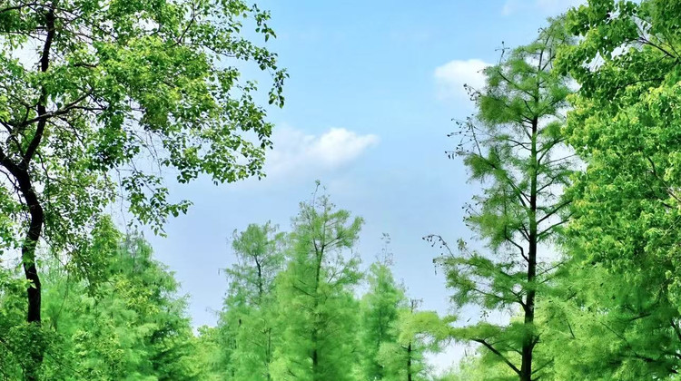 武汉+宜昌长江三峡+恩施市5日4晚跟团游·〖1人立减50&小众环线&4大5A级景区〗Vip接送站+含动车【登黄鹤楼.阅省博.游东湖+两坝一峡游船】“玻璃海”悬浮屏山+大峡谷“一炷香”『赠索道+必消景交+船票·价值205元/人』