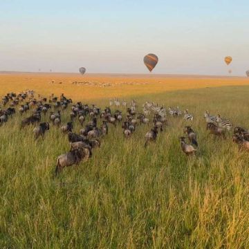 肯尼亚内罗毕+马赛马拉国家保护区+Ol Jogi Wildlife Conservancy8日7晚私家团