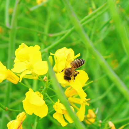 莆田+湄洲岛3日2晚私家团