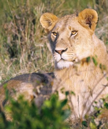 7D6N • Kenya + Nairobi + Masai Mara National Reserve + Sweetwaters Game Reserve