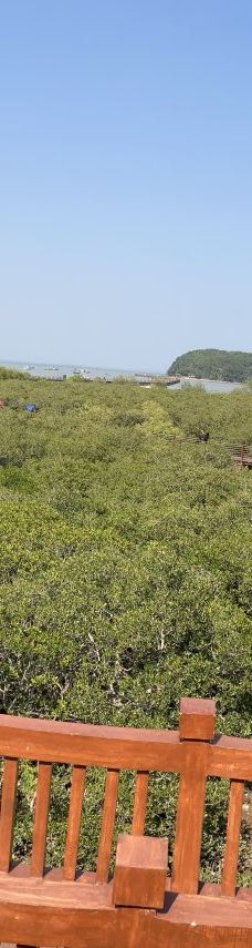 海陵岛红树林国家湿地公园-阳江