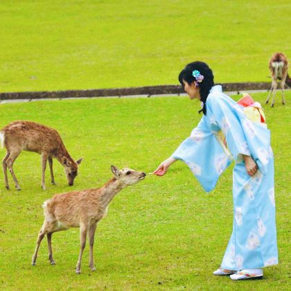 日本大阪+京都+奈良6日5晚拼小团