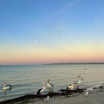 澳大利亚阿德莱德5日4晚私家团