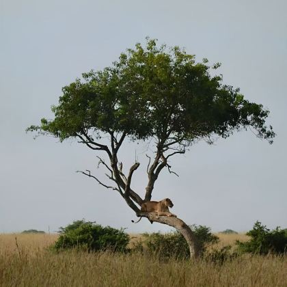 乌干达7日6晚拼小团
