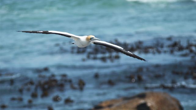 18-Day Cape Town to Victoria Falls Adventure Tour·Lambert's Bay, Orange River, Fish River Canyon, Keetmanshoop, Namib Desert, Swakopmund, Etosha National Park