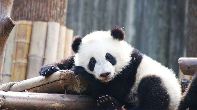 6-Day Group Tours: Chengdu, Jiuzhaigou National Park, Huanglong National Scenic Area, Chengdu Research Base of Giant Panda Breeding, Mounigou Scenic Area | Plus gifts including metro cards and travel care kits·  