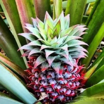 达尔文+达尔文军事博物馆+Lee Point Beach5日4晚拼小团